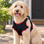 Labradoodle wearing the black padded harness with red trim, showing the padded chest, buckles and D-ring