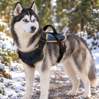 Husky wearing the retro blue padded harness with tan trim