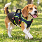 Beagle wearing the denim blue padded harness with lime trim